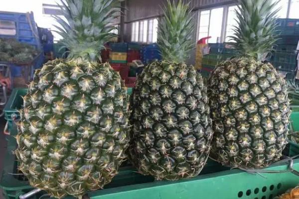 凤梨苗的品种介绍，常见的有剥粒凤梨、金钻凤梨等