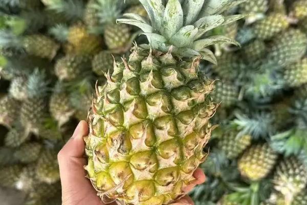 凤梨苗的品种介绍，常见的有剥粒凤梨、金钻凤梨等