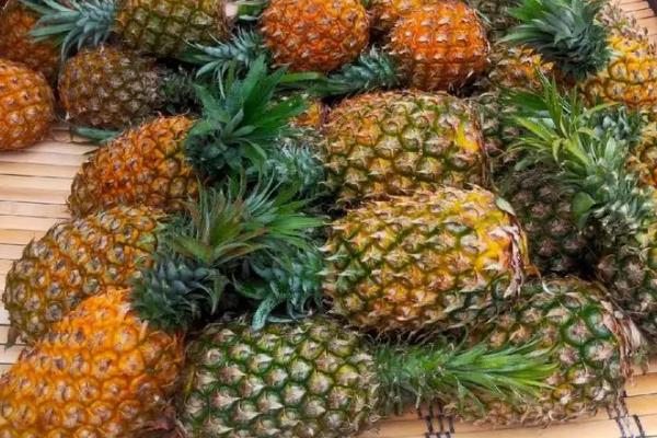 凤梨苗的品种介绍，常见的有剥粒凤梨、金钻凤梨等