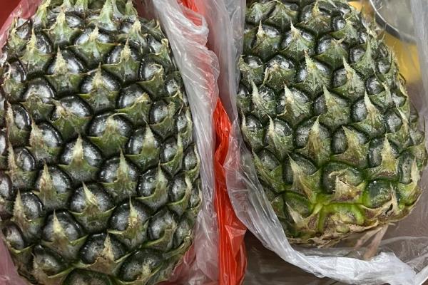 凤梨苗的品种介绍，常见的有剥粒凤梨、金钻凤梨等