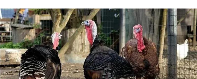 火鸡和家鸡有什么区别，属性、形态均不同