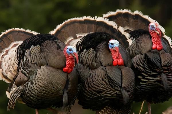 火鸡和家鸡有什么区别，属性、形态均不同