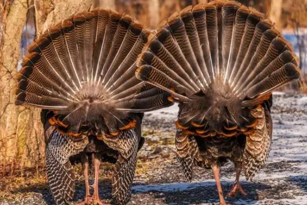 火鸡和家鸡有什么区别，属性、形态均不同