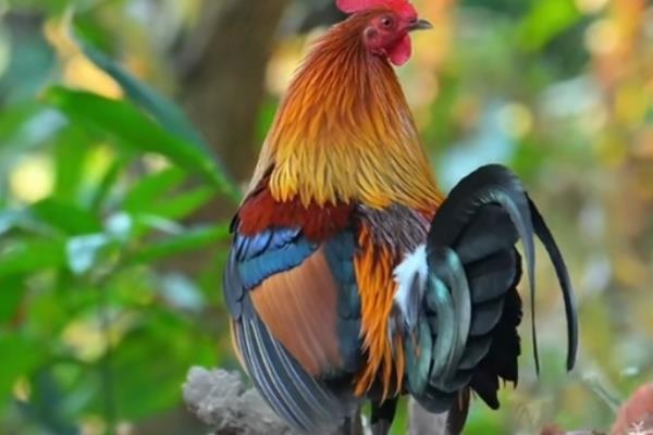 火鸡和家鸡有什么区别，属性、形态均不同