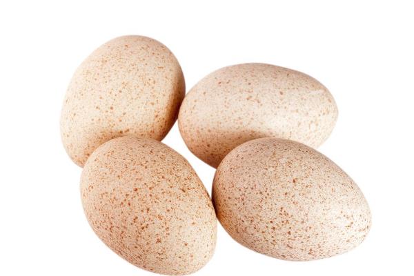 火鸡和家鸡有什么区别，属性、形态均不同