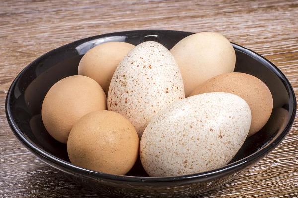 火鸡和家鸡有什么区别，属性、形态均不同