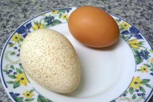 火鸡和家鸡有什么区别，属性、形态均不同