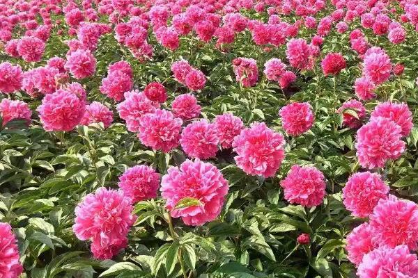 牡丹花如何种植，要选择饱满的种子