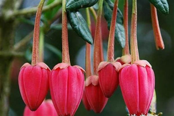灯笼树的开花时间，一般为5月份