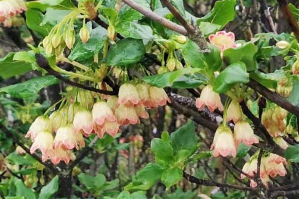 灯笼树的开花时间，一般为5月份