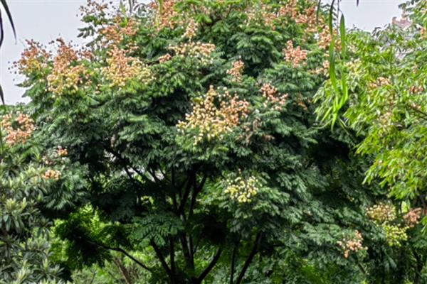 灯笼树的开花时间，一般为5月份
