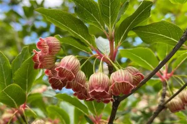 灯笼树的开花时间，一般为5月份