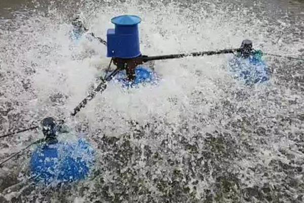 养殖龙虾的技术，选择在晴天的早晨或傍晚放养虾苗