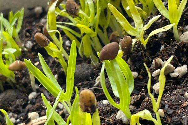 空心菜的种植方法，春、夏两季种植为佳