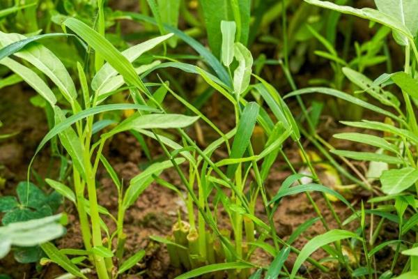 空心菜的种植方法，春、夏两季种植为佳