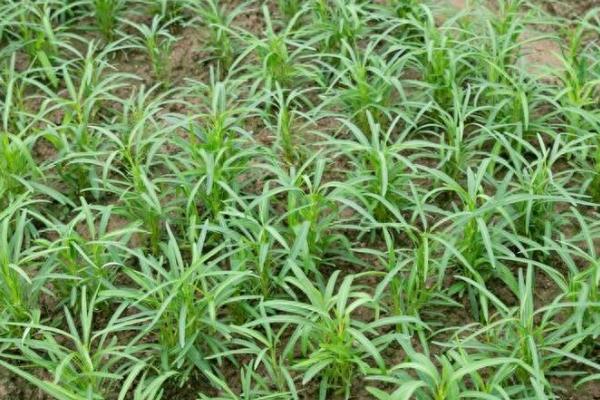 空心菜的种植方法，春、夏两季种植为佳