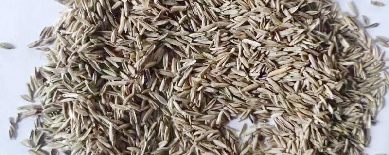 牧草种子的贮存方法，种子的含水量降到14%以下才能入库
