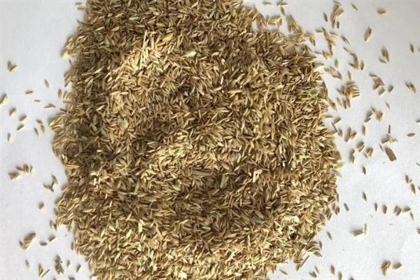 牧草种子的贮存方法，种子的含水量降到14%以下才能入库
