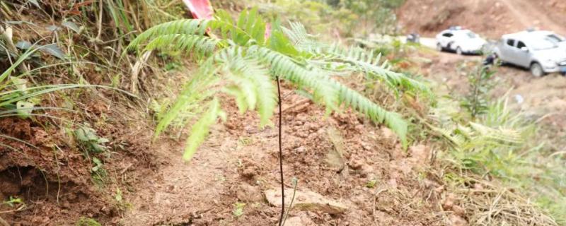 金毛蕨是不是保护植物，属于国家二级濒危珍奇物种