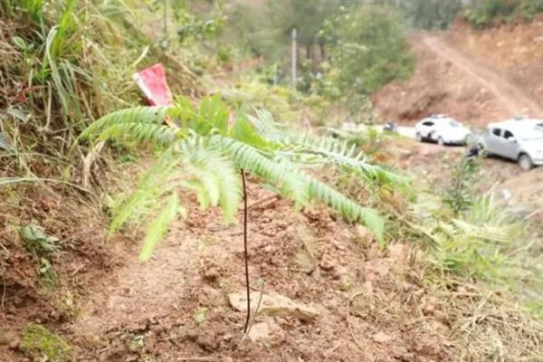 金毛蕨是不是保护植物，属于国家二级濒危珍奇物种
