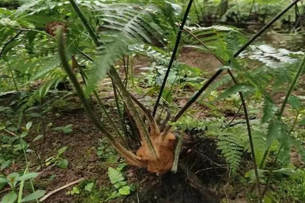 金毛蕨是不是保护植物，属于国家二级濒危珍奇物种