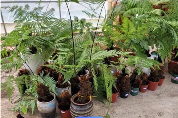 金毛蕨是不是保护植物，属于国家二级濒危珍奇物种