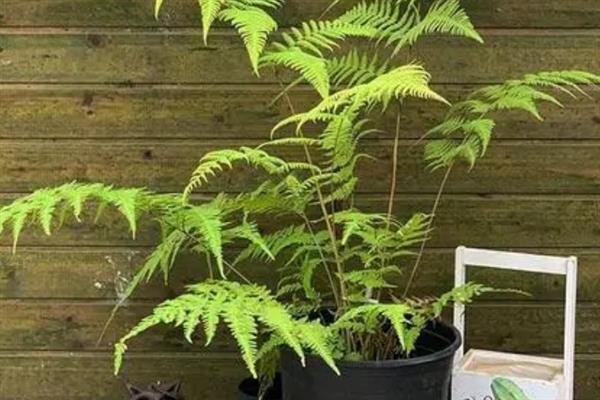 金毛蕨是不是保护植物，属于国家二级濒危珍奇物种