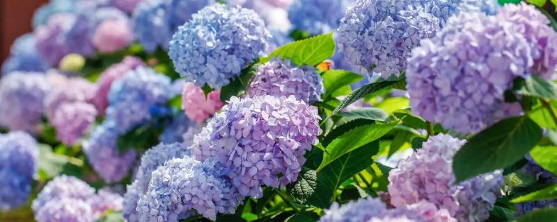 绣球花的修剪方法，可以在夏秋两季进行修剪
