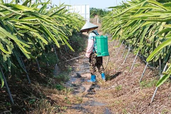 火龙果枯萎病如何防治，在秋冬季采收后要及时清园