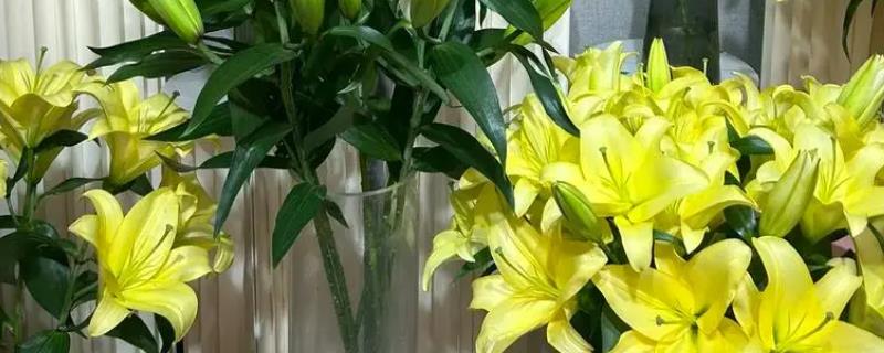 香水百合的常见病虫害及防治方法，常见的有灰霉病、立枯病等