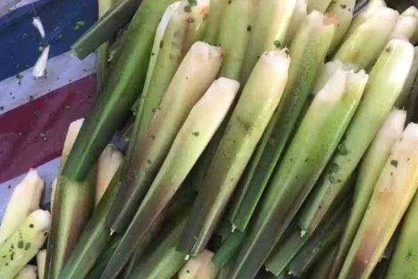 茭白的简介，属于水生蔬菜