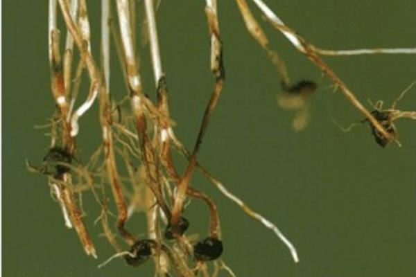 香水百合的常见病虫害及防治方法,常见的有灰霉病、立枯病等