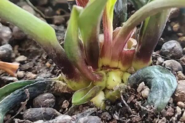 香水百合的常见病虫害及防治方法,常见的有灰霉病、立枯病等