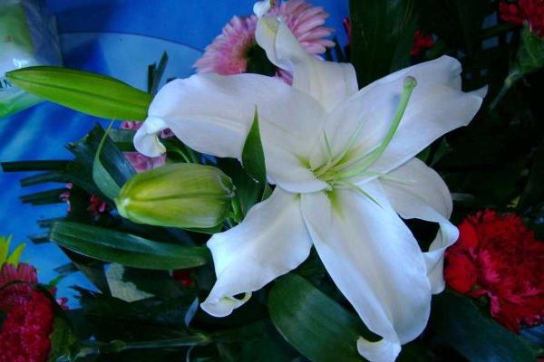 香水百合的常见病虫害及防治方法,常见的有灰霉病、立枯病等