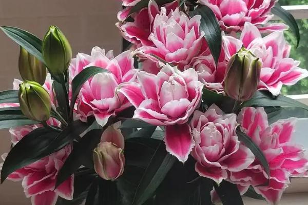 香水百合的常见病虫害及防治方法,常见的有灰霉病、立枯病等