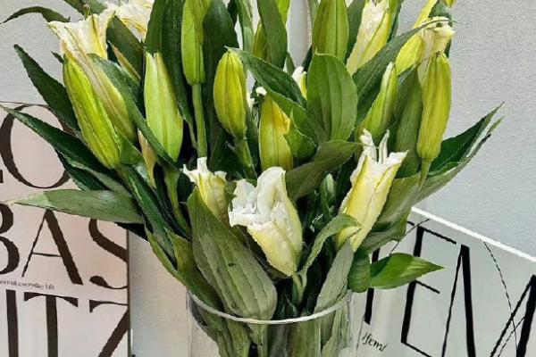 香水百合的常见病虫害及防治方法,常见的有灰霉病、立枯病等