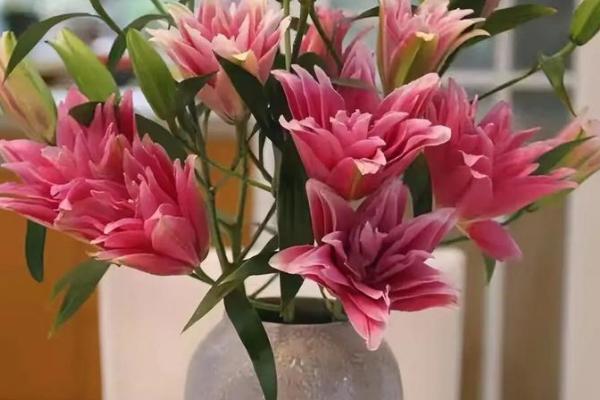 香水百合的常见病虫害及防治方法,常见的有灰霉病、立枯病等