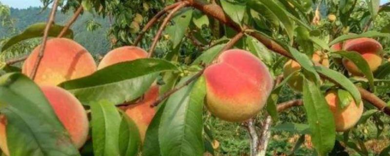 桃子的施肥技术，基肥通常以有机肥为主