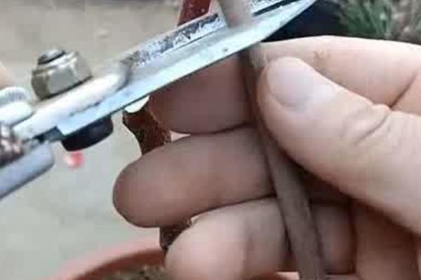 腊梅移盆注意事项，要先对植株进行处理