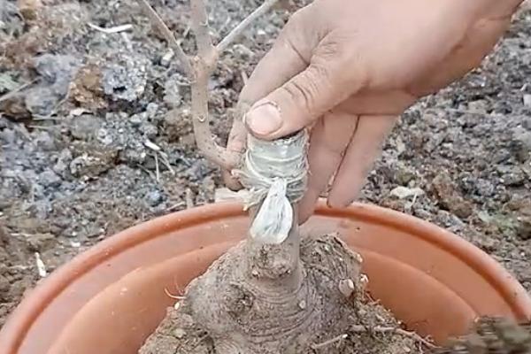 腊梅移盆注意事项，要先对植株进行处理