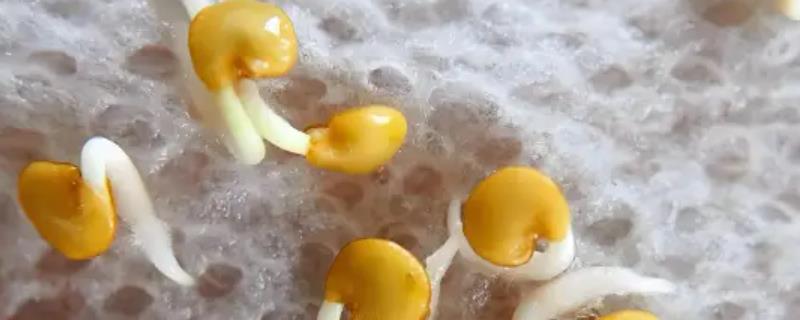 茄子种子如何催芽，催芽过程中每天翻动种子2-3次