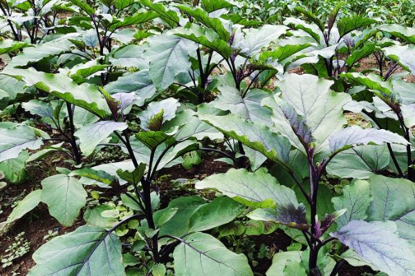 茄子种子如何催芽，催芽过程中每天翻动种子2-3次