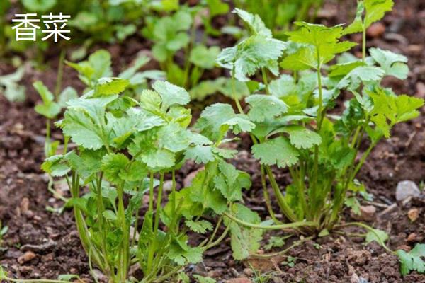 7月份可以露天种哪些蔬菜，香菜、豆角、茄子等品种均适合栽培