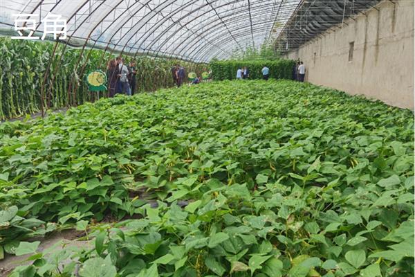 7月份可以露天种哪些蔬菜，香菜、豆角、茄子等品种均适合栽培