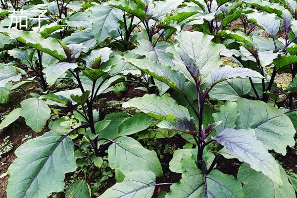 7月份可以露天种哪些蔬菜，香菜、豆角、茄子等品种均适合栽培