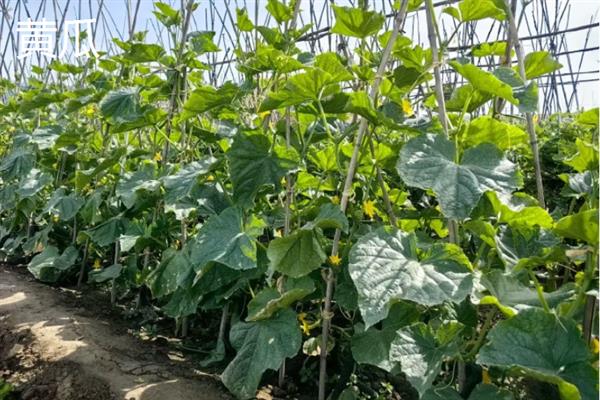 7月份可以露天种哪些蔬菜，香菜、豆角、茄子等品种均适合栽培