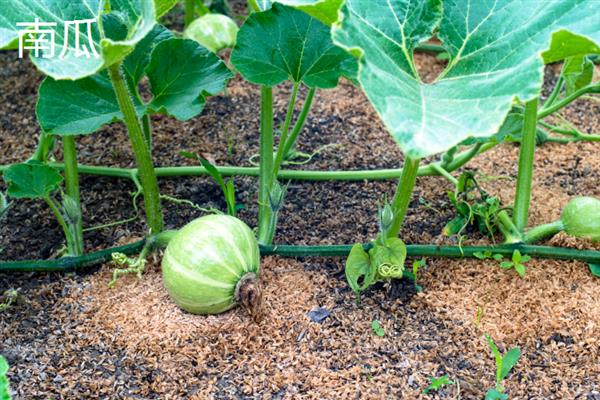 7月份可以露天种哪些蔬菜，香菜、豆角、茄子等品种均适合栽培