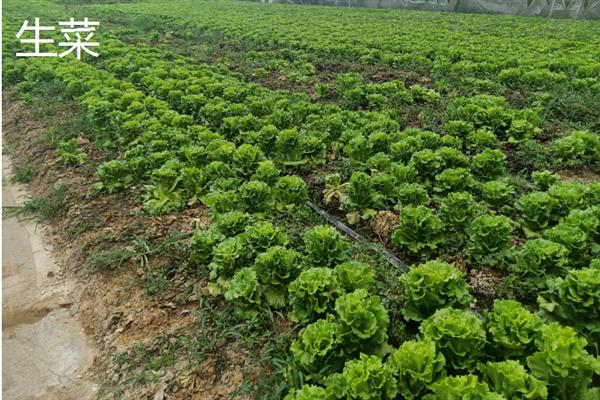 7月份可以露天种哪些蔬菜，香菜、豆角、茄子等品种均适合栽培