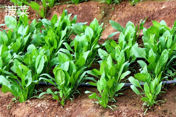 7月份可以露天种哪些蔬菜，香菜、豆角、茄子等品种均适合栽培