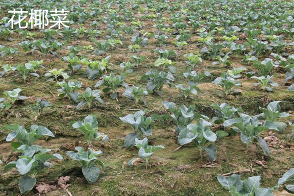 7月份可以露天种哪些蔬菜，香菜、豆角、茄子等品种均适合栽培